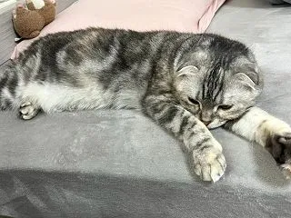 【ほっこり日常】娘ちゃんの部屋に先回り！…
