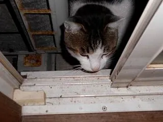 猫に小判を与えたら。 埋蔵金：弐千拾九両…