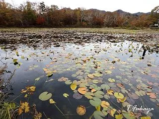 志賀高原 蓮池周辺の紅葉と木の実草の実