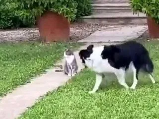 座ったまま動かない猫の周りを、ボーダーコ…