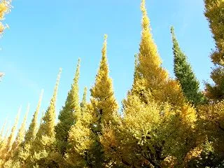 太陽がまぶしい10月の青空。美しい夜空の…