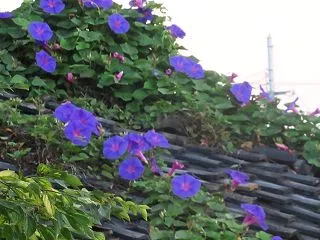 ２０２６年 秋の風景⑤