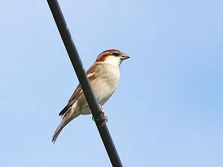 旅鳥ニュウナイスズメ・夏鳥コシアカツバメ