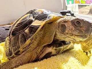 尿酸が塊じゃあなくなった