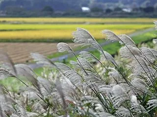 実が生って 稲を刈る頃 咲く花は