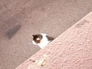 猫に小判を与えたら。 埋蔵金：弐千弐拾両…