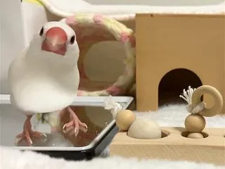 フォージングトイを文鳥にプレゼント！楽し…