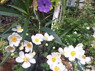 シュウメイギクが可愛い季節🎵
