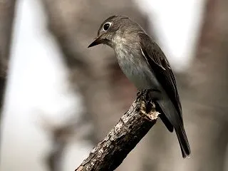 コサメかな？＾＾