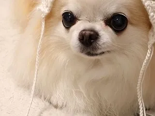 やめてません！でし♪