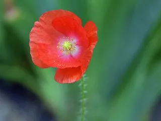 つらい。