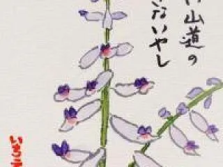セキヤノアキチョウジの絵手紙&2…