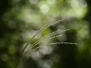 ススキ