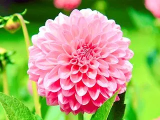 花や原子など、自然界の幾何学から受け取る…