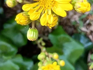 季節の花