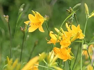 森まゆみ「ニッコウキスゲ咲く七月の霧ヶ峰…