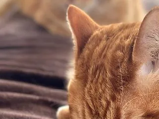 たびちゃん経過観測のため臨時休業致します