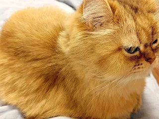 ちんまりしている