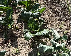 草取りのシャツ背に貼りのど乾く十月なのに…