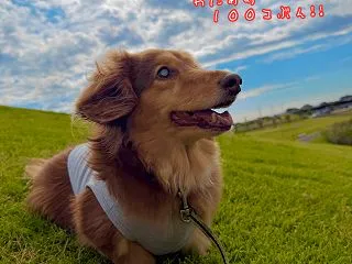 やまおとこクッキー！