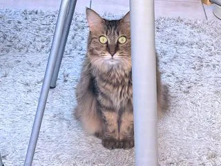可愛いオスワリと、過去の写真。