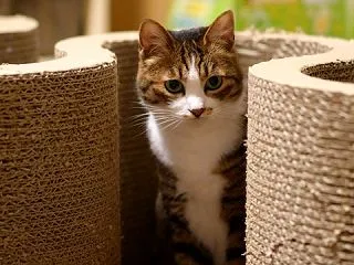 横倒しの爪とぎが人気な件と荷物の発送連絡…