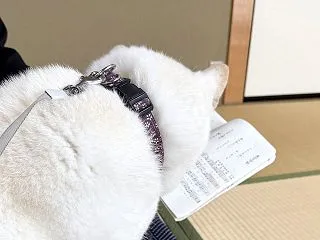 報恩講