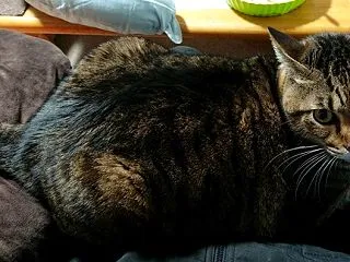 【本日の猫様】ひざかけになりたかった猫（…