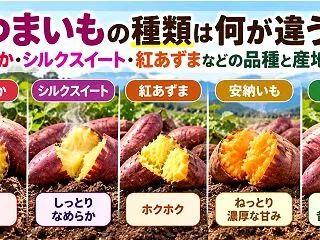 さつまいもの種類は何が違う？紅はるか・シ…