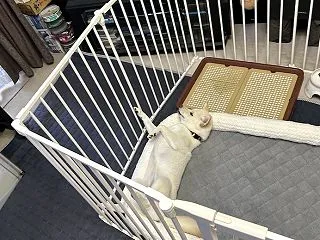 いいかげんにブログ書けと言われまして 犬…
