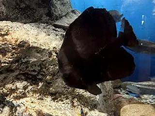 いおワールド鹿児島水族館３９