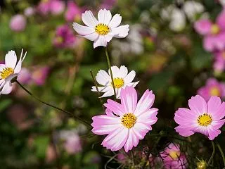わが家の１０月の花（7） コスモス 一本…