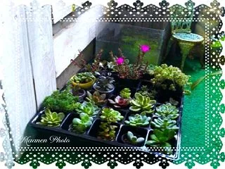 錦メダカの体調不良・・・ ( -᷅_-᷄…
