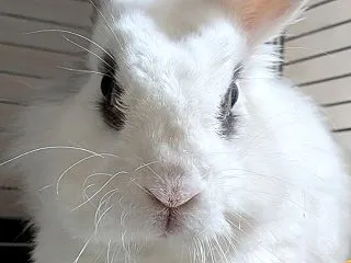 もしゃもしゃ