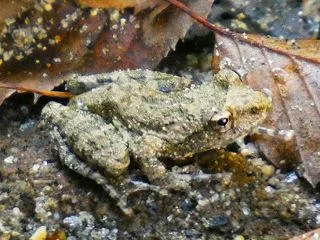 カジカガエル(河鹿蛙)