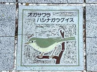 妄想 オガサワラハシナガウグイスの歩道タ…