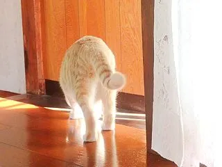 時々そら時々いなか （nya.3566）