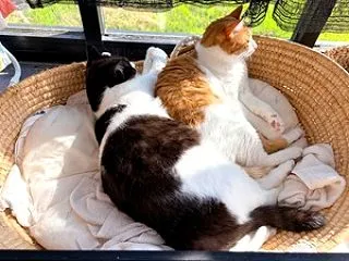 晴れ間が貴重になって来た