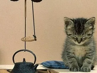 いつも見に来てくれて、ありがとうございま…