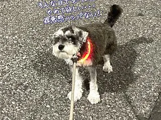 エーデル、じっと見るのやめて・・・