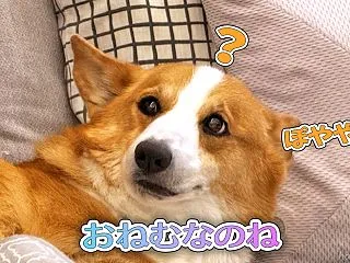 おやすみ中