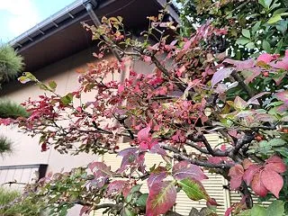馬と虎・・・。