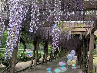 2025年5月5日の撮影のハイライト(*…