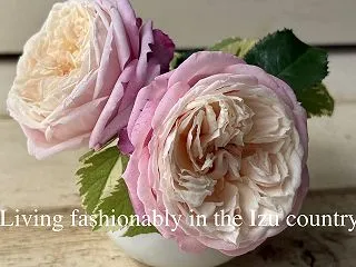 お宅のラックス 全部芽出し完了しましたか…