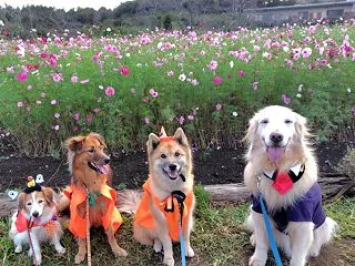 友達と 今年もコスモス ハロウィンだ!!