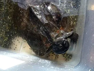 本日のクサガメ