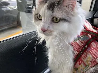 確率三分の一