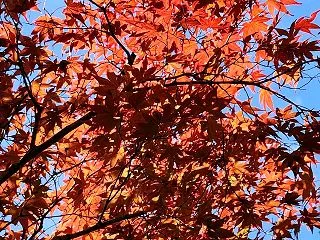 高野山③「美しい紅葉」