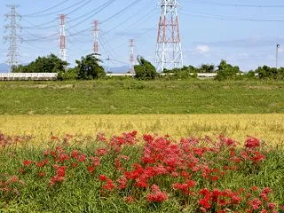 彼岸花 その９
