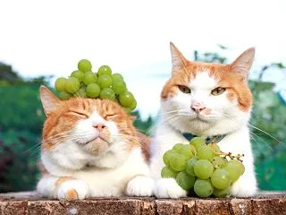 ナイアガラ ぶどう のせ猫